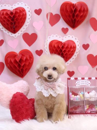 20240218HONEYちゃん